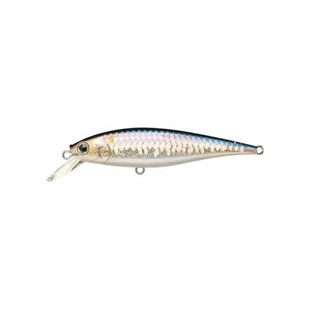 MS American Shad