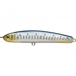 Zebra Sardine